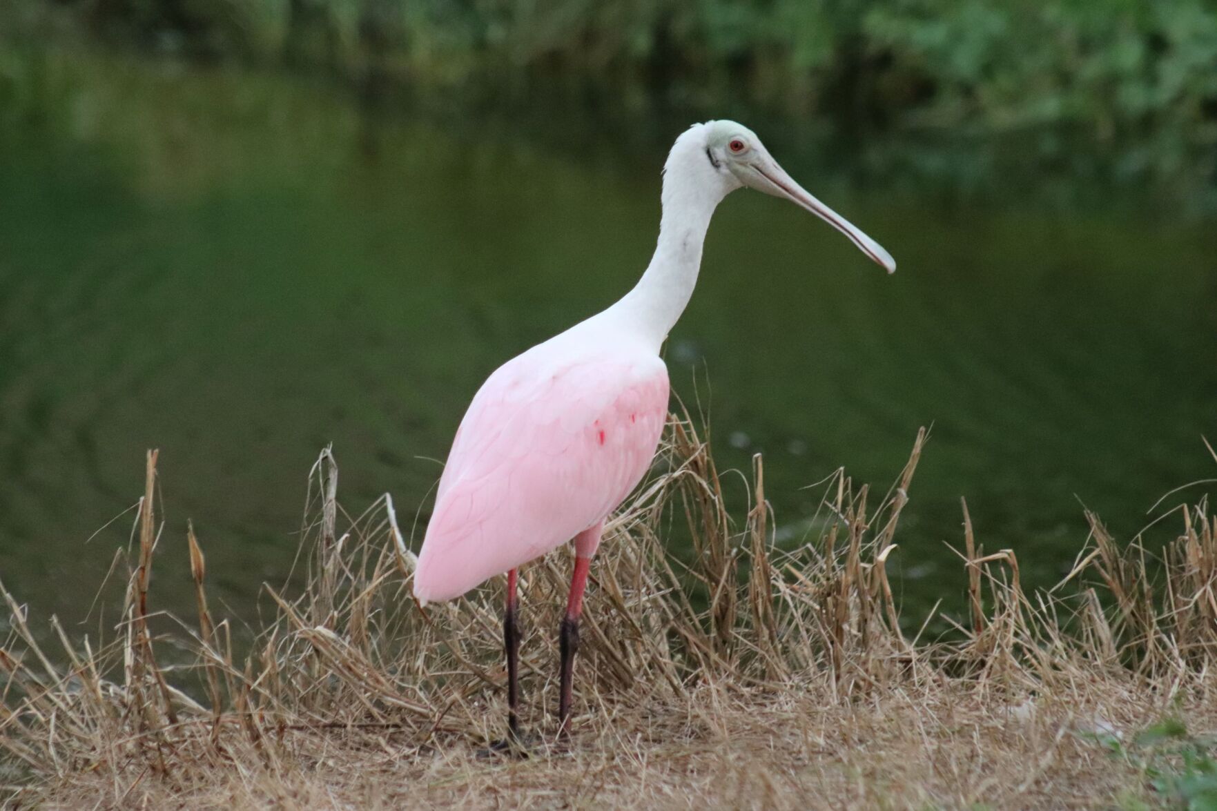 roseate spoonbill
